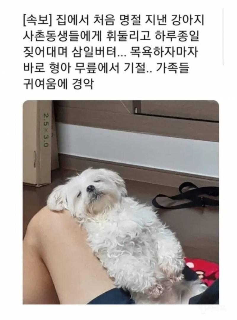 명절을 보내고 주인보다 더 피곤해하는 반려동물들 | 인스티즈