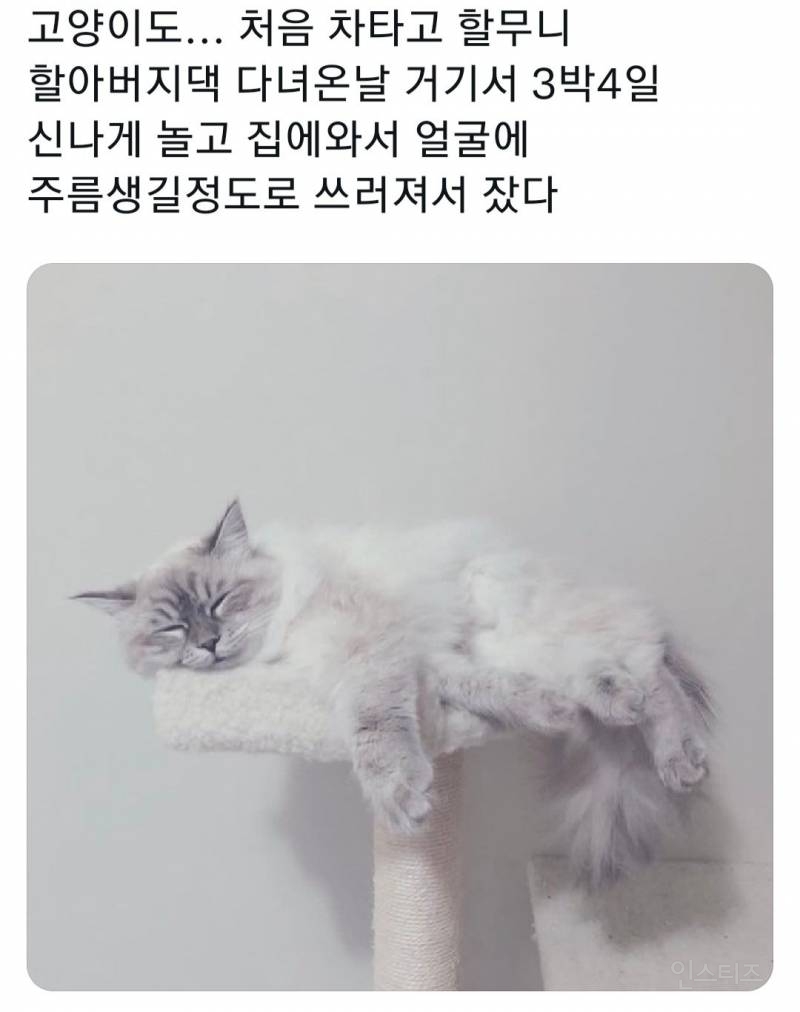 명절을 보내고 주인보다 더 피곤해하는 반려동물들 | 인스티즈