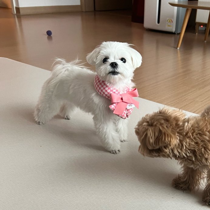 [잡담] 성찬이 본가 내일 간다네 | 인스티즈