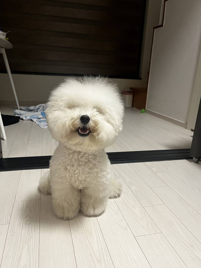 [잡담] 꾸준글) 우리집 강아지 대갈통 크기 | 인스티즈