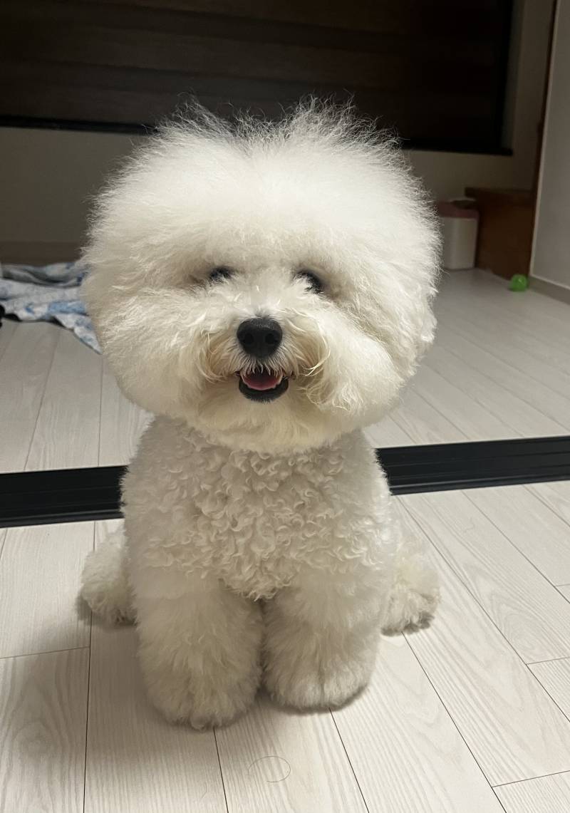 [잡담] 꾸준글) 우리집 강아지 대갈통 크기 | 인스티즈
