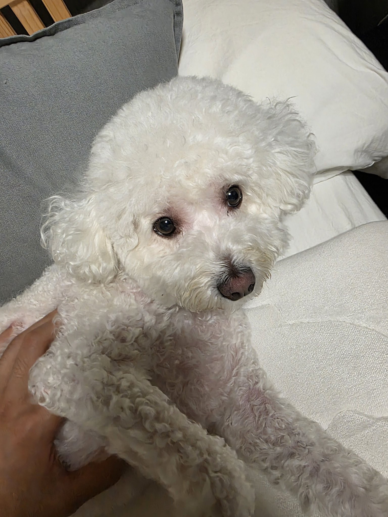 [잡담] 우리집 강아지 볼래?? | 인스티즈