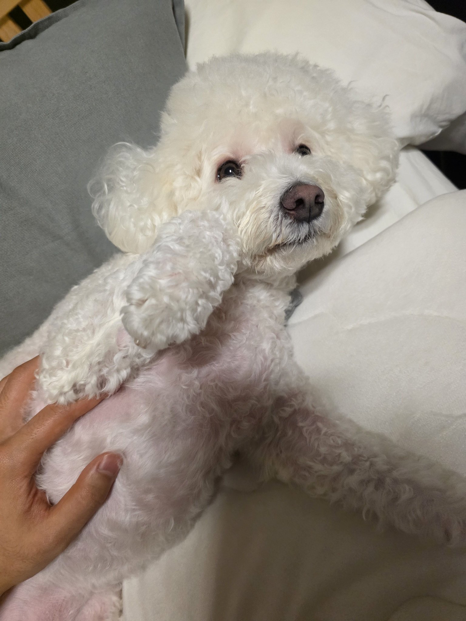 [잡담] 우리집 강아지 볼래?? | 인스티즈