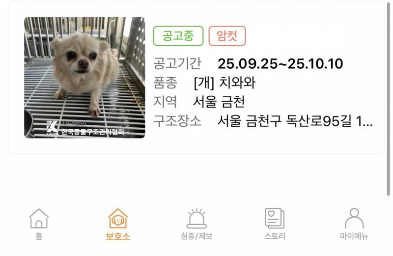 [잡담] 치와와가 인기가 없는 견종인가?? | 인스티즈