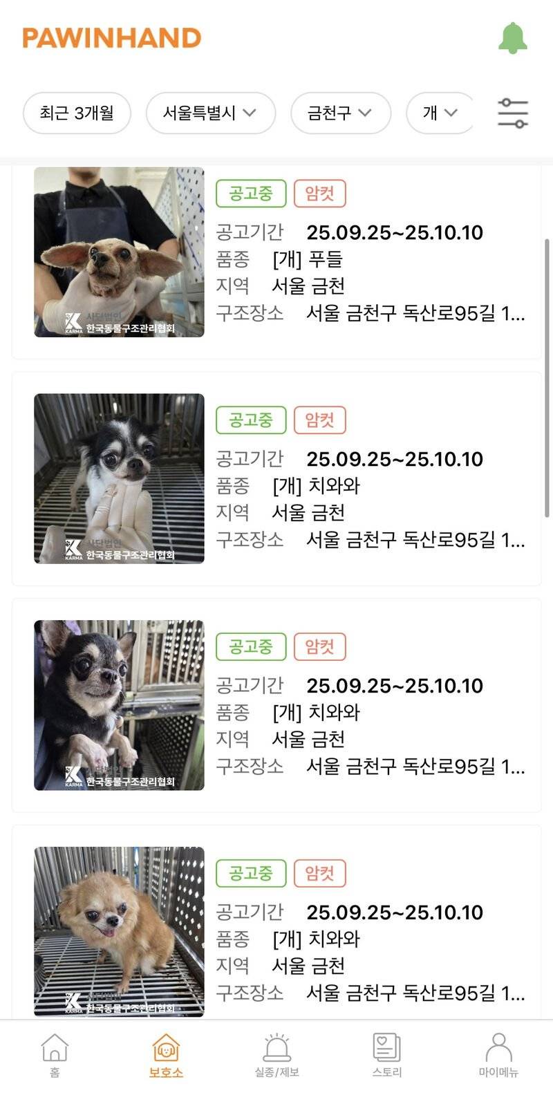 [잡담] 치와와가 인기가 없는 견종인가?? | 인스티즈