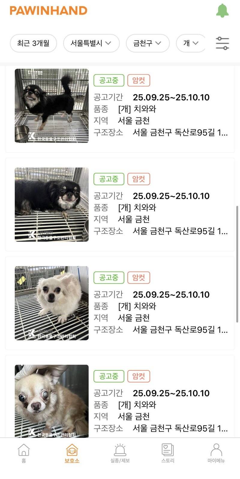 [잡담] 치와와가 인기가 없는 견종인가?? | 인스티즈