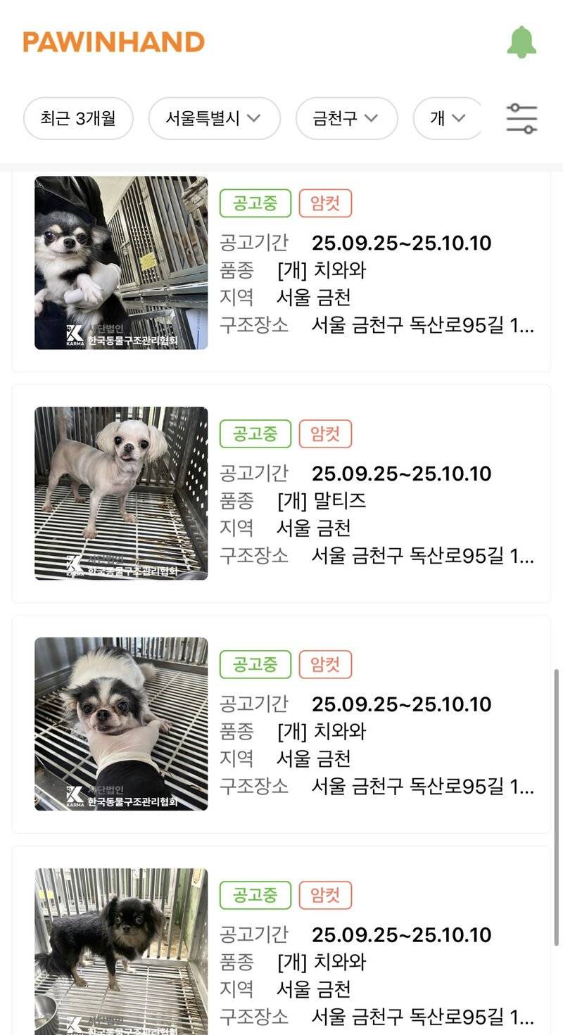 [잡담] 치와와가 인기가 없는 견종인가?? | 인스티즈
