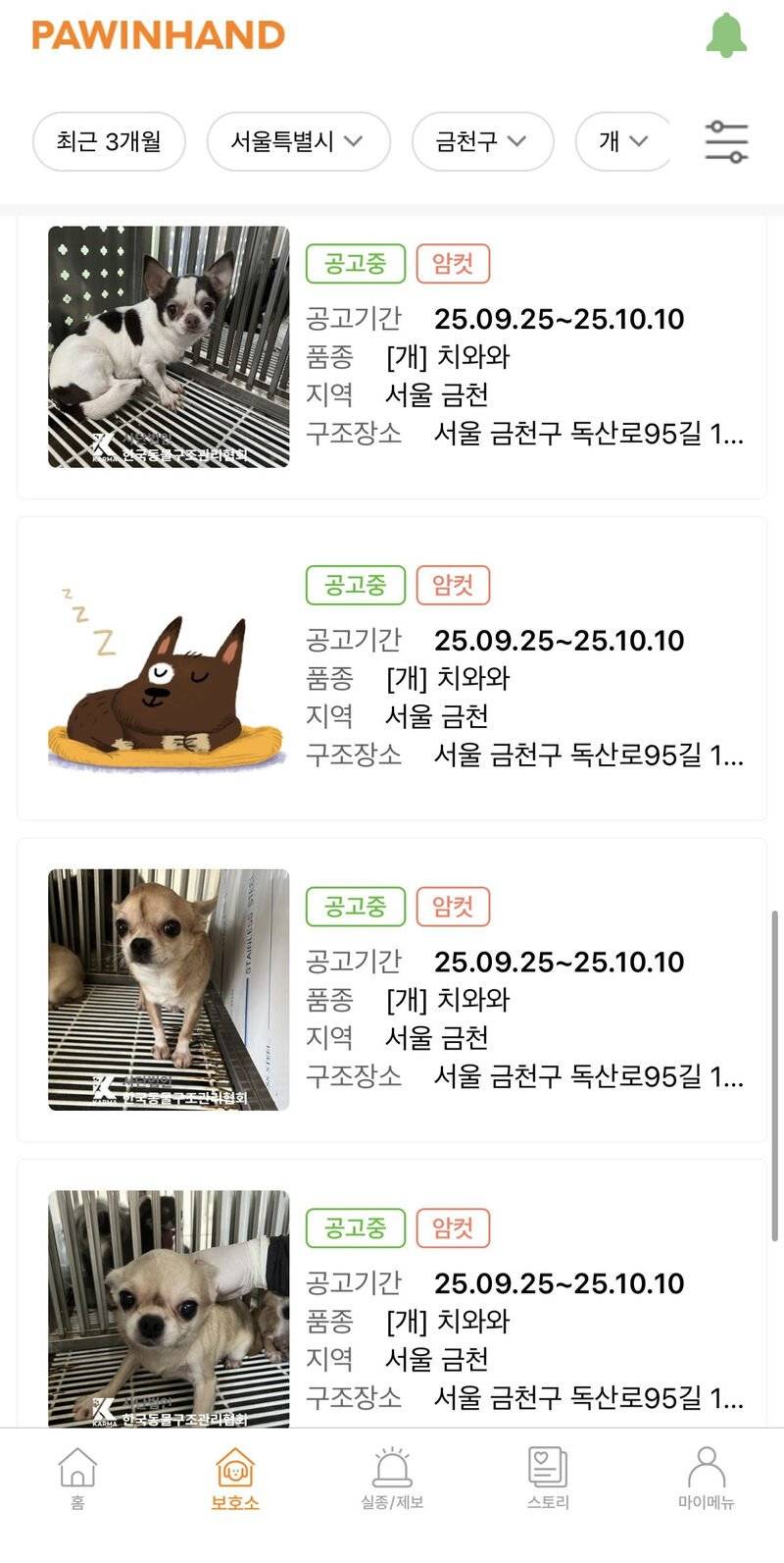 [잡담] 치와와가 인기가 없는 견종인가?? | 인스티즈