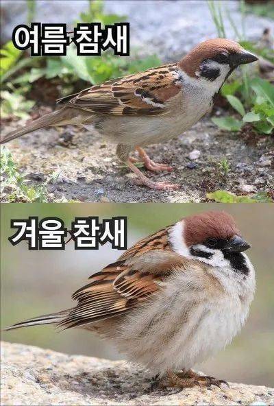[잡담] 뚱뚱한 참새 안아줄 수 있어? | 인스티즈
