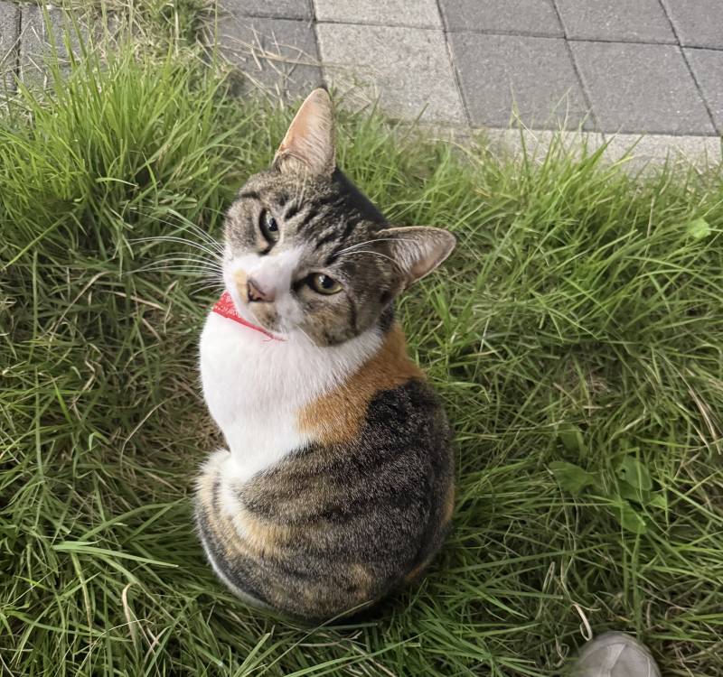 [잡담] 길가다 쳐다보길래 싸우다 피 봄 | 인스티즈