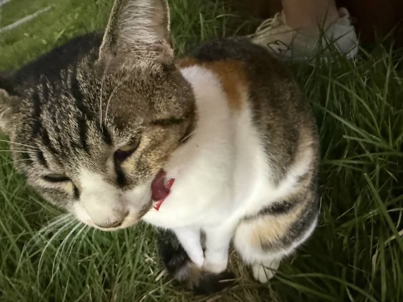 [잡담] 길가다 쳐다보길래 싸우다 피 봄 | 인스티즈