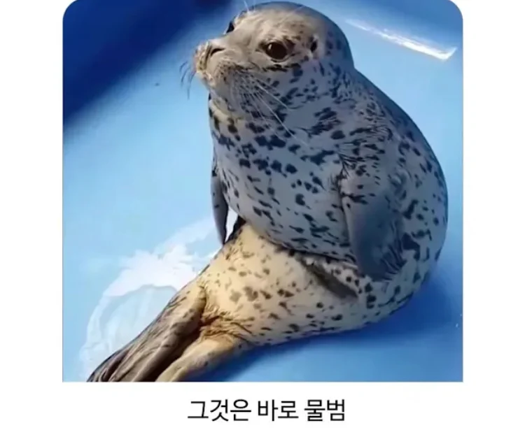 바다의 바나나로 불리는 것 | 인스티즈