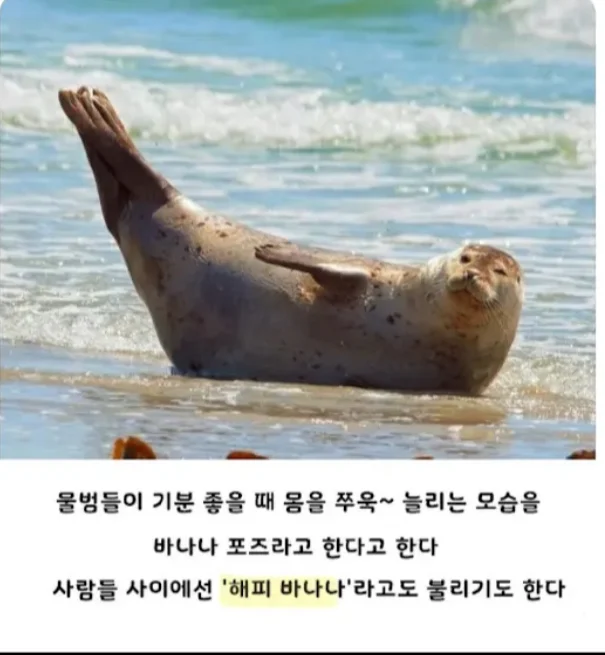 바다의 바나나로 불리는 것 | 인스티즈