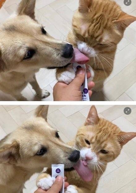 고양이 혀 너무 작아.jpg | 인스티즈