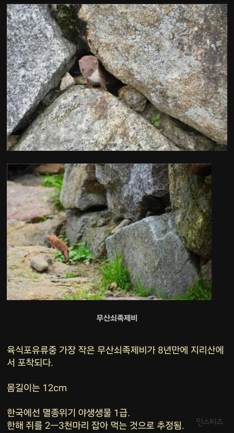 8년만에 지리산에서 발견된 희귀동물 | 인스티즈