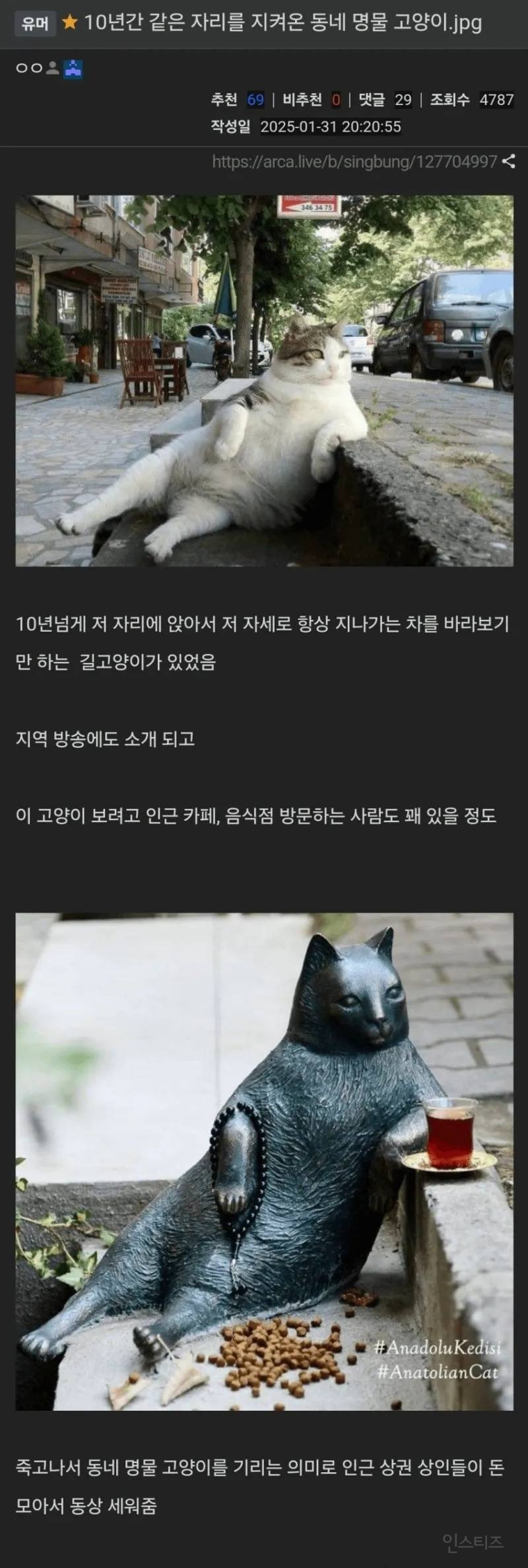 10년간 같은 자리를 지켜온 동네 명물 고양이 | 인스티즈