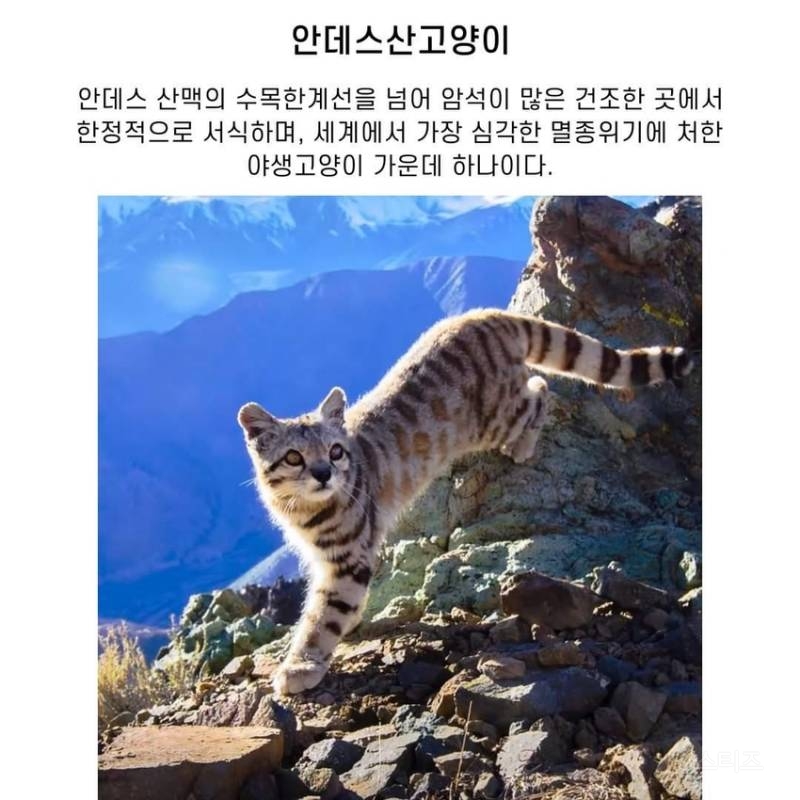전 세계에 2천여 마리밖에 안 남은 멸종 위기 고양이 | 인스티즈