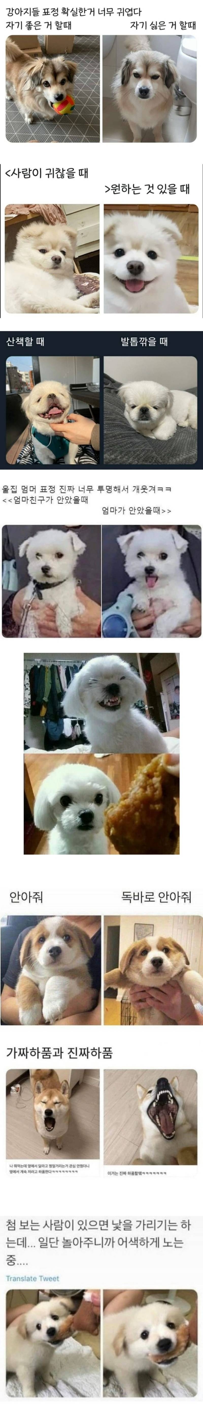 표정 확실한 댕댕이들 | 인스티즈