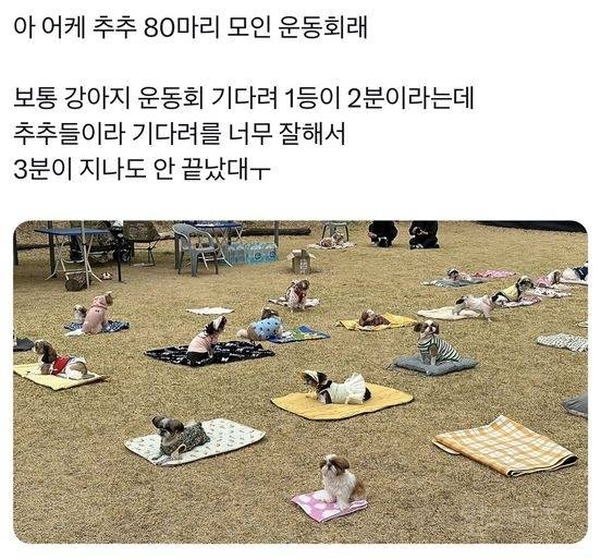 시츄 80마리가 모인 운동회 | 인스티즈