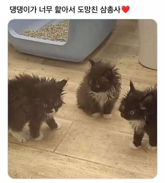 강아지가 너무 핥아서 도망친 삼총사.jpg | 인스티즈