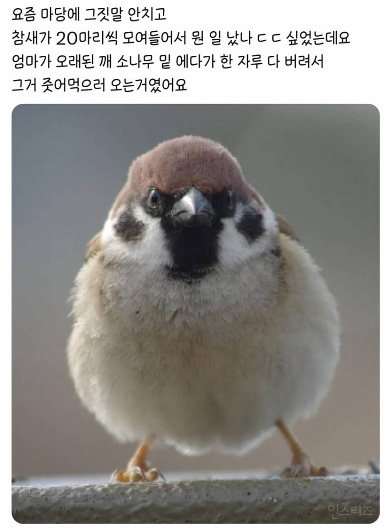 마당에 참새가 20마리씩 모여들어서 뭔 일났나 싶었는데요 | 인스티즈