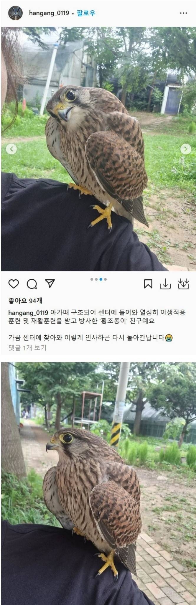 구해준 센터에 자주 방문한다는 황조롱이 | 인스티즈