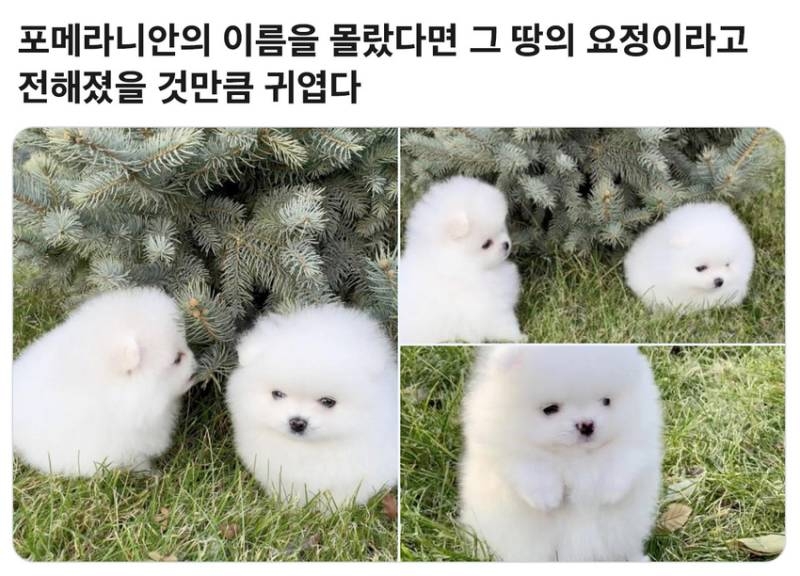 포메라니안의 이름을 몰랐더라면 | 인스티즈