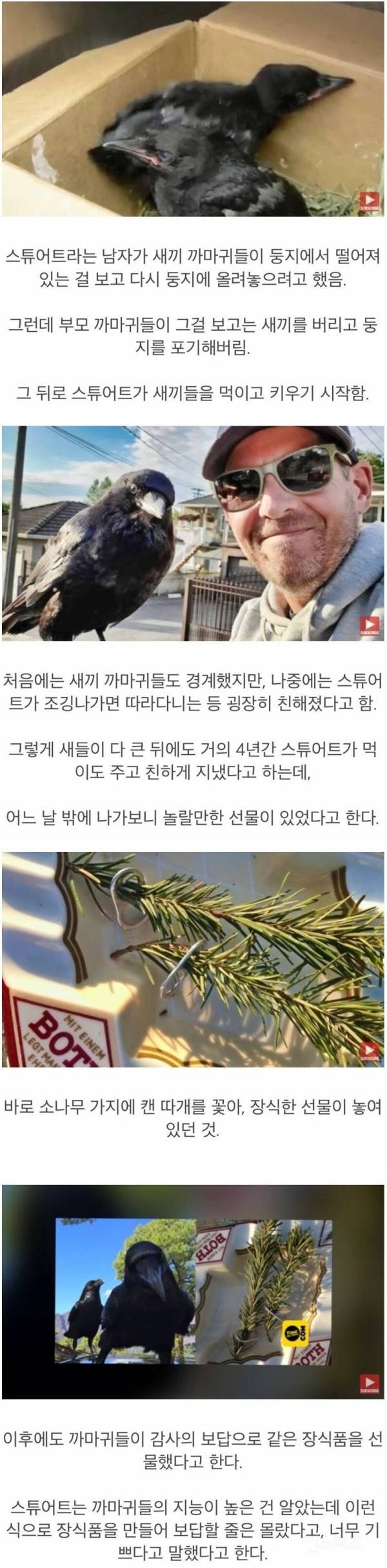 은혜 갚은 까치 | 인스티즈