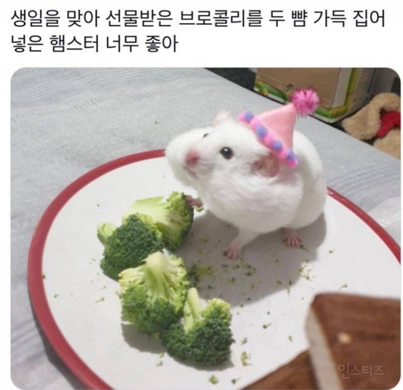 생일 축하에 기분 좋은 햄햄이 | 인스티즈