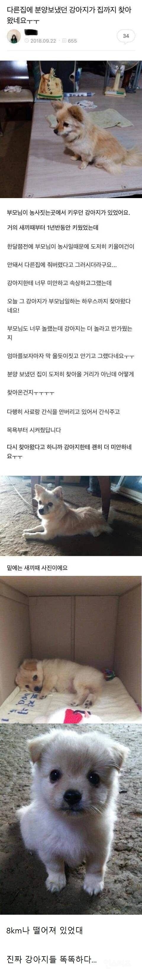 다른 집에 분양 보냈는데 예전 집을 찾아온 강아지 | 인스티즈