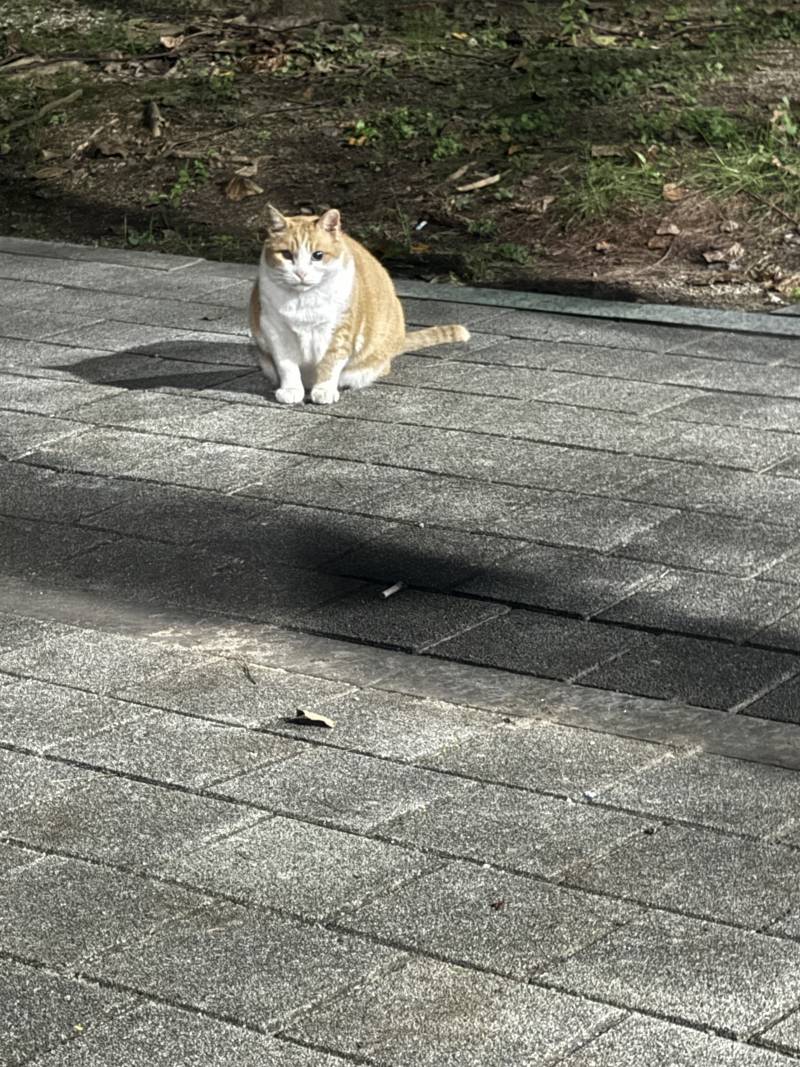 [잡담] 어제 고양이가 내가 신기한지 계속 쳐다봤어 | 인스티즈