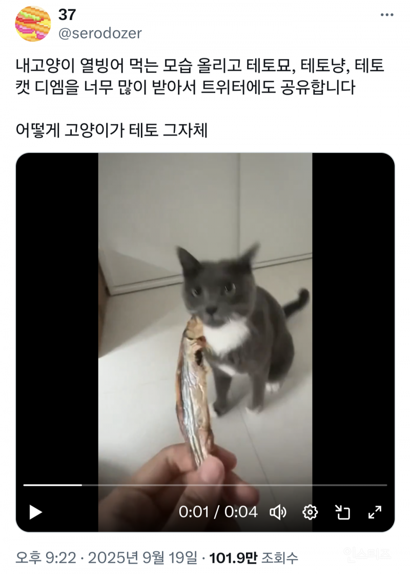 어떻게 고양이가 테토 그자체.twt | 인스티즈
