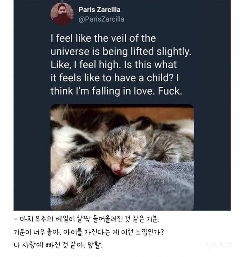 우울증 걸린 사람집에 고양이가 들어옴 | 인스티즈