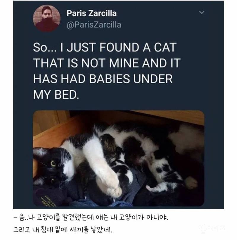 우울증 걸린 사람집에 고양이가 들어옴 | 인스티즈