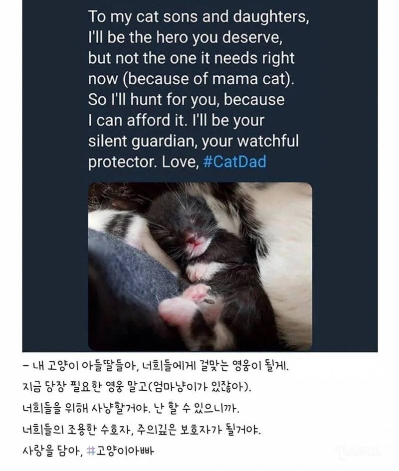 우울증 걸린 사람집에 고양이가 들어옴 | 인스티즈