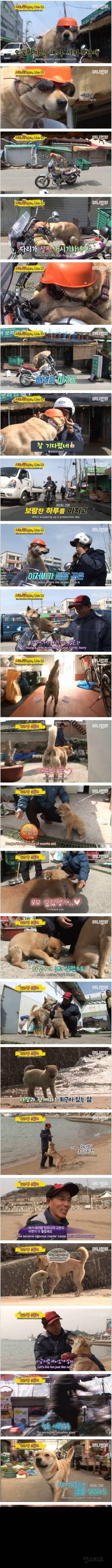 채소 파는 고독한 진돗개 | 인스티즈