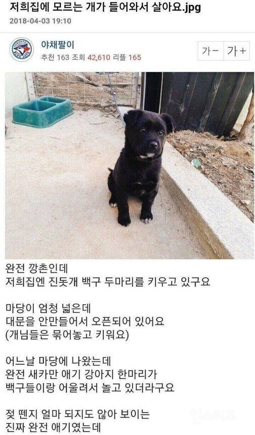 저희집에 모르는 개가 들어와서 살아요.jpg | 인스티즈