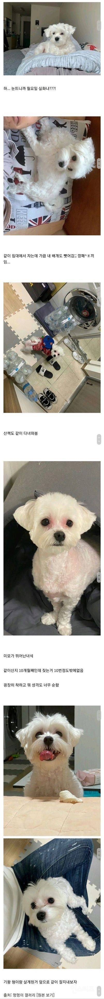 전 집주인이 버리고 간 댕댕이 | 인스티즈