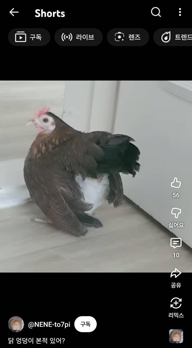 [잡담] 닭 엉덩이 본적 있어? | 인스티즈