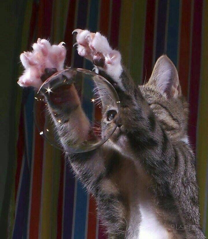 비누방울 고양이 | 인스티즈