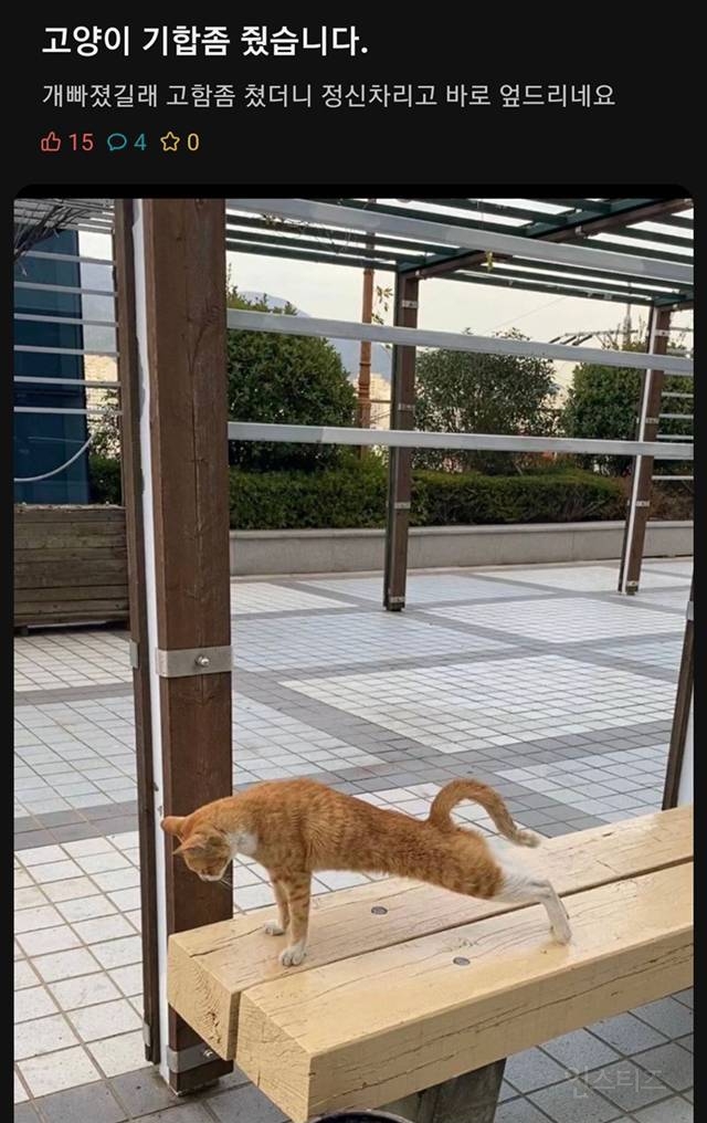 에타에 올라온 고양이 기합 | 인스티즈