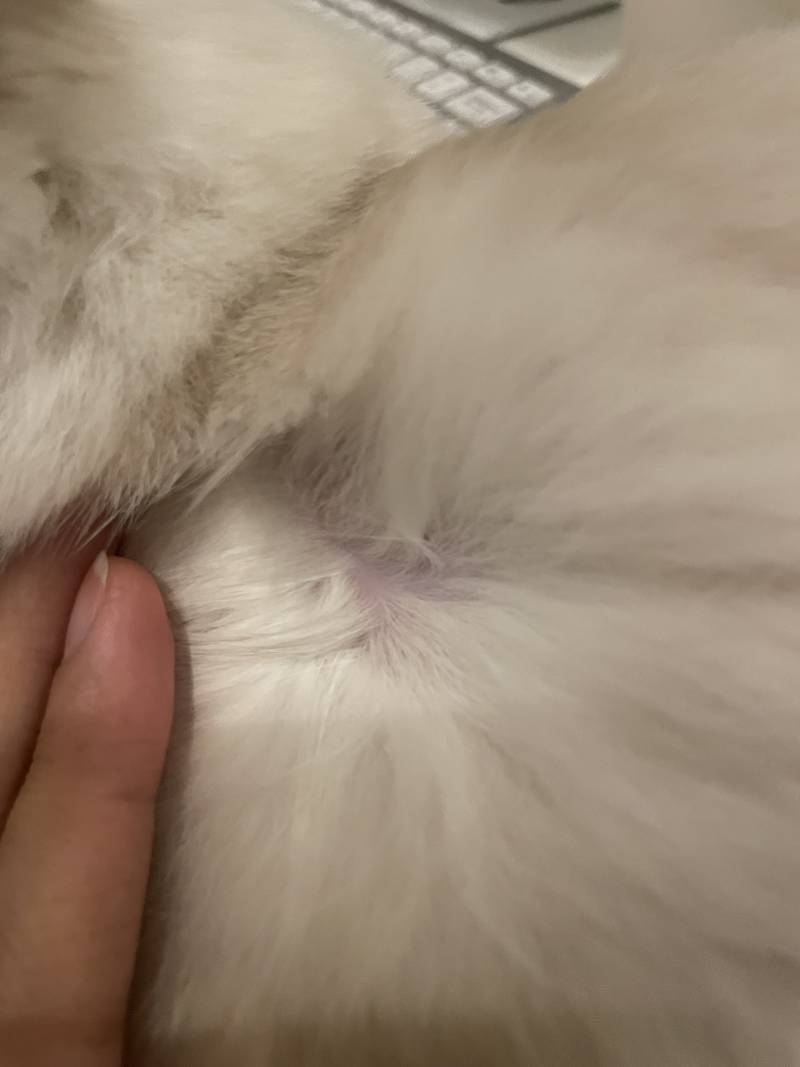 [잡담] 고양이 키우는 집사들아 지금 동물병원 달려가야 할까?? | 인스티즈