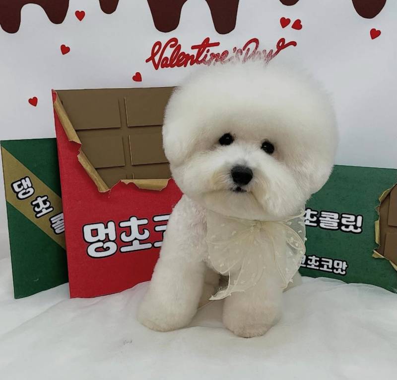 [잡담] 우리집 강아지 매력포인트가 뭐냐 | 인스티즈