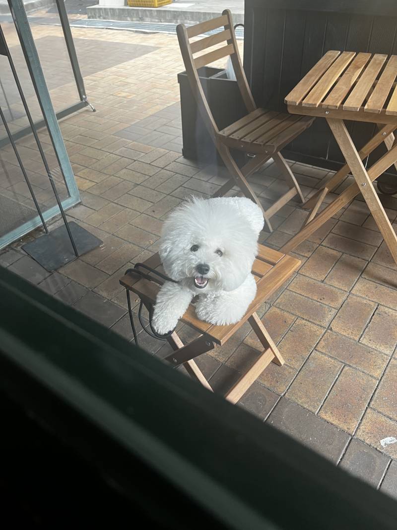 [잡담] 우리집 강아지 매력포인트가 뭐냐 | 인스티즈