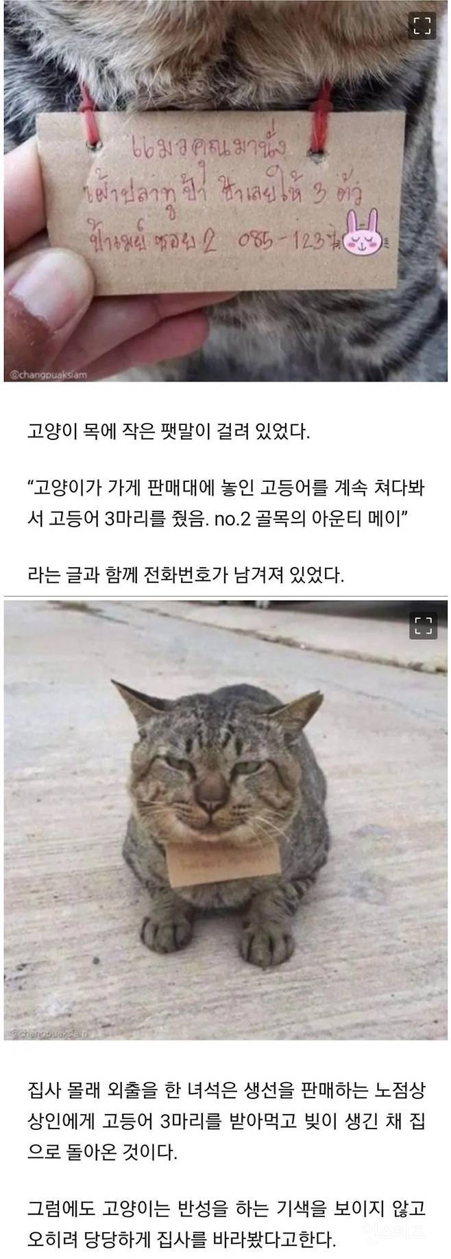 가출했다가 빚지고 돌아온 고양이 | 인스티즈