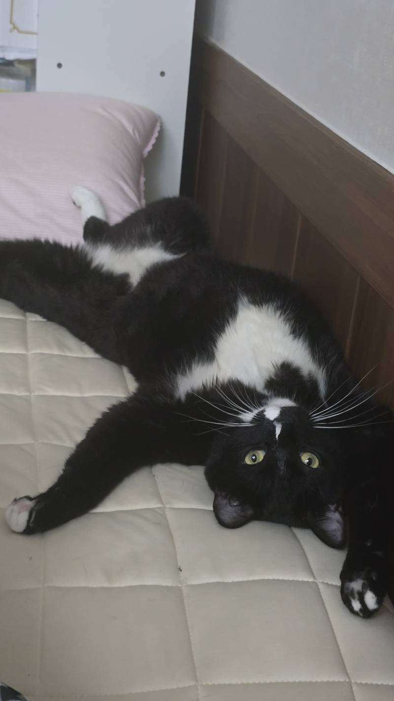 [잡담] 울집 냥이 정말 편안하게 누워있다🐱 | 인스티즈