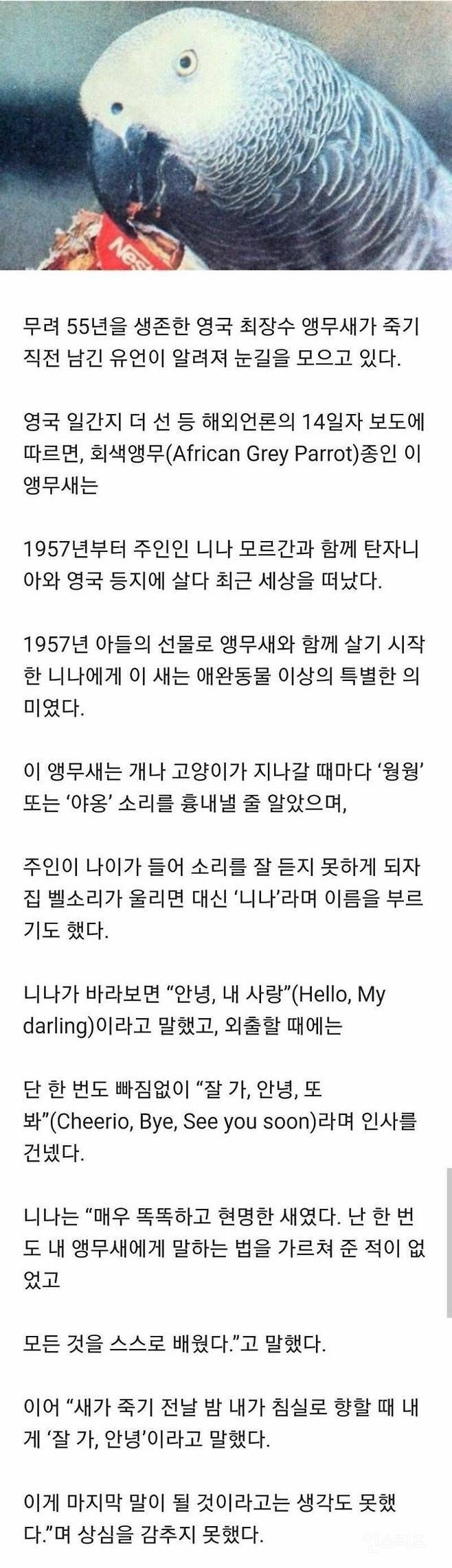 55년 긴 생을 마감한 앵무새의 마지막 말 | 인스티즈