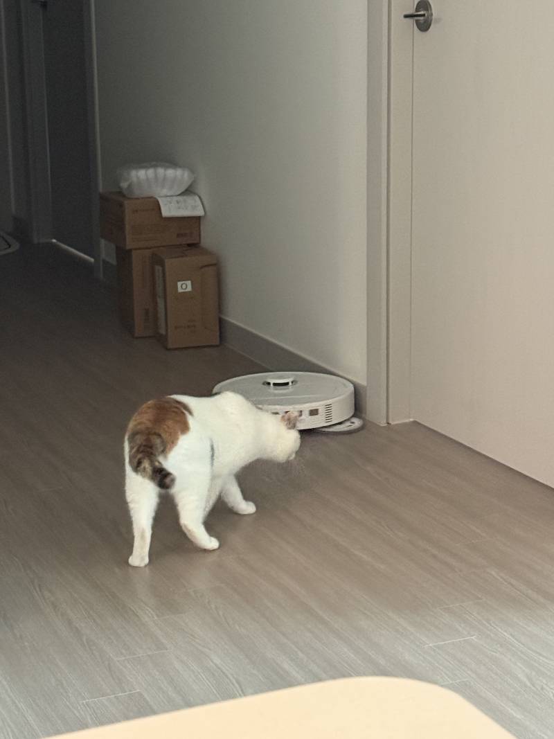 [잡담] 아 로청 샀는데ㅋㅌㅋㅌㅋ고양이가 자꾸 따라다녀ㅋㅌㅋㅌㅋㅋ | 인스티즈