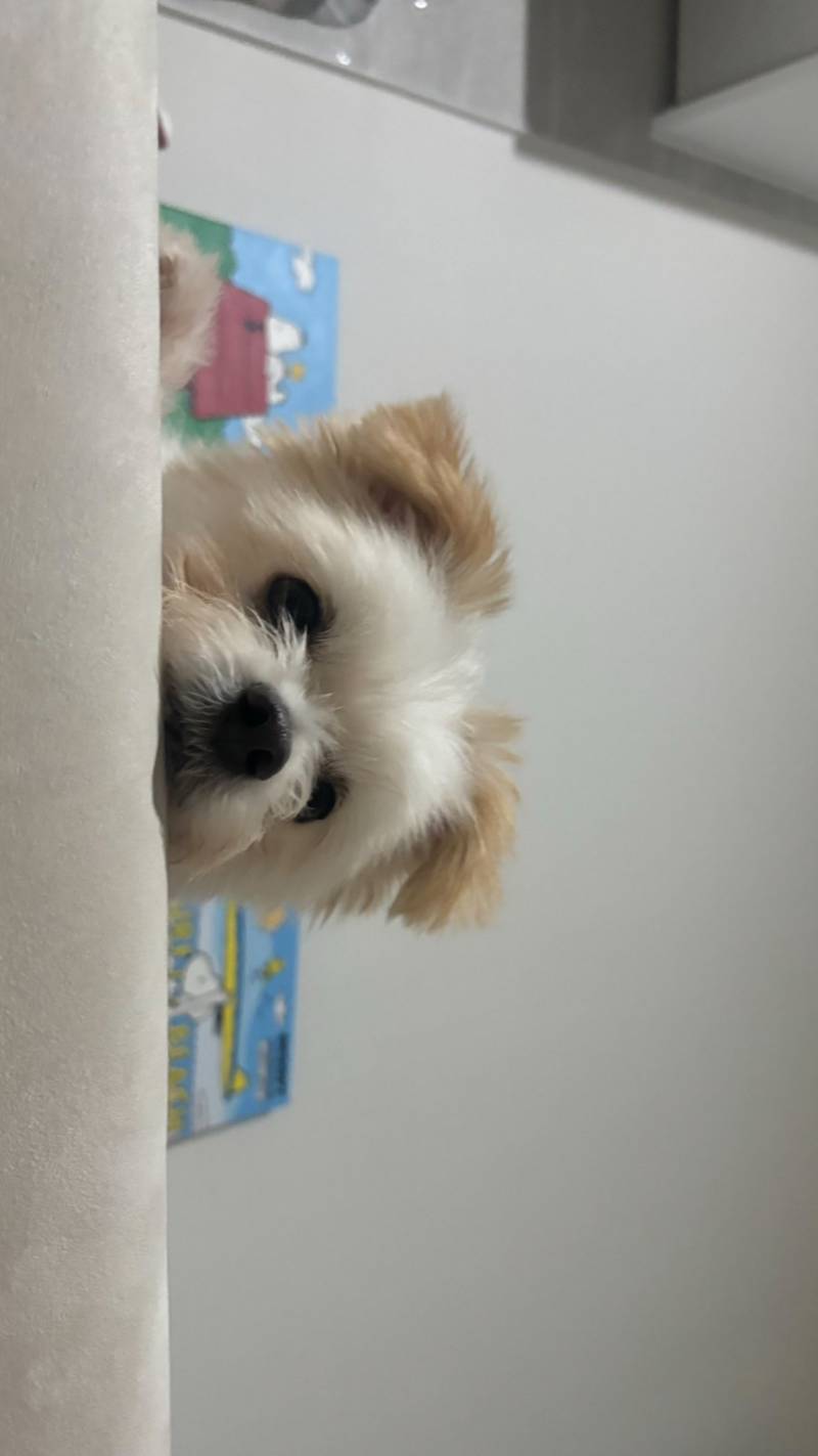 [잡담] 트위터에 '강아지' 계정 알아? | 인스티즈