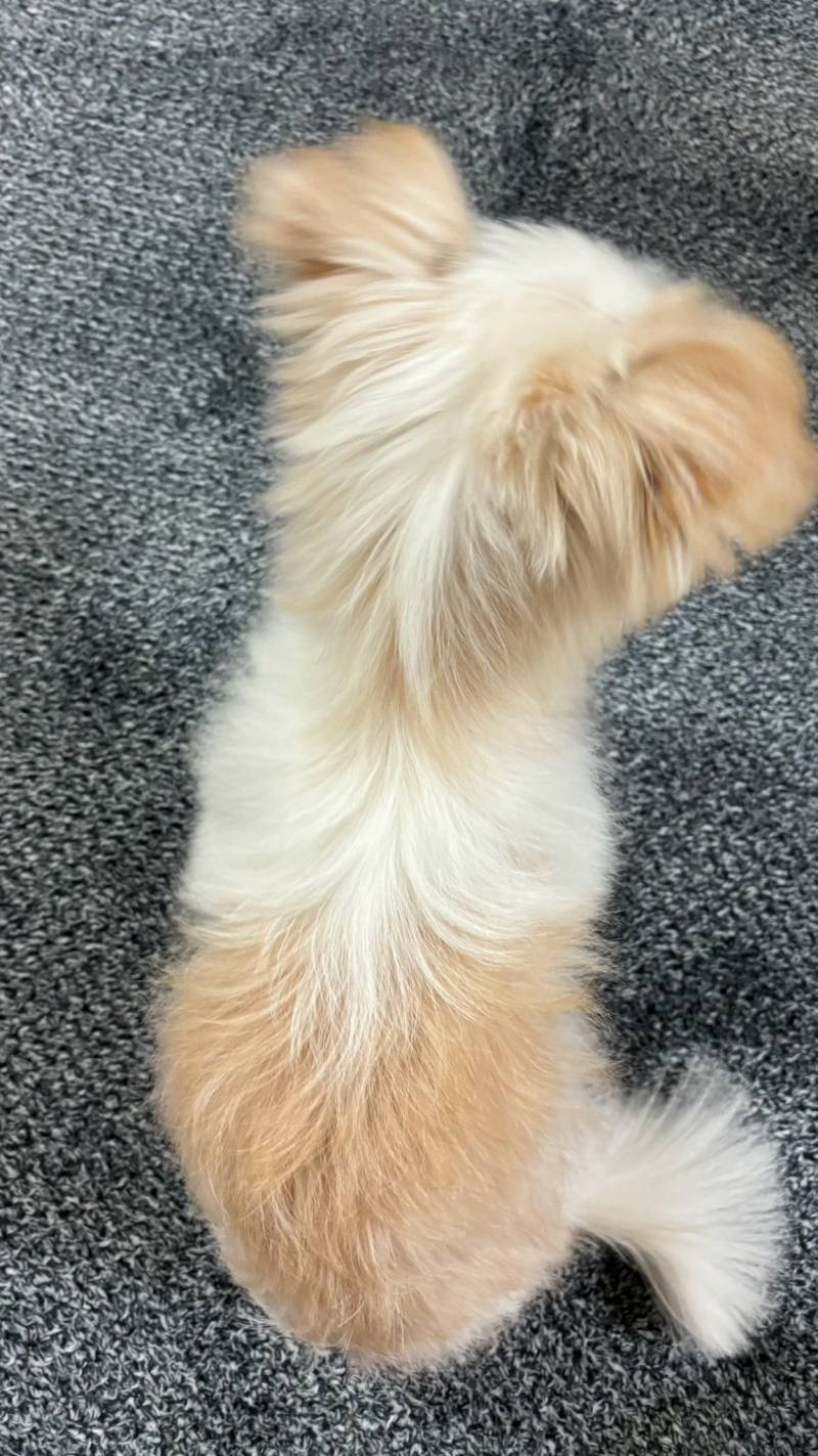 [잡담] 트위터에 '강아지' 계정 알아? | 인스티즈